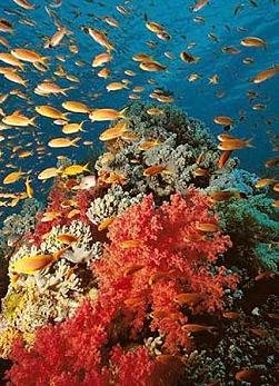 Buceo, curso de buceo, buceo Islas Medas, Buceo Benidorm, Buceo Espaa,