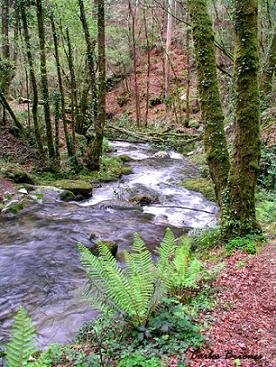 Galicia, As Fragas do Eume