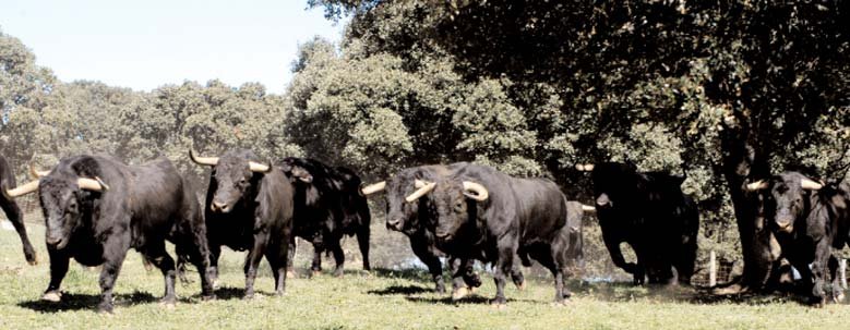 Toros de lidia en el monte