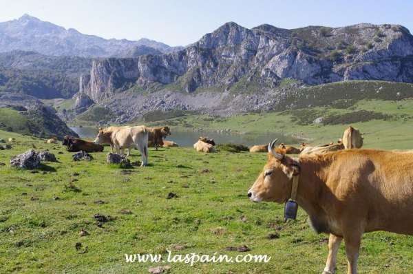 Lago de la Ercina, en Covadonga