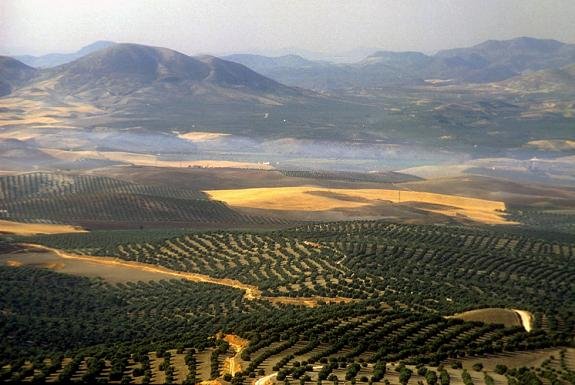 Olivares en Jaén