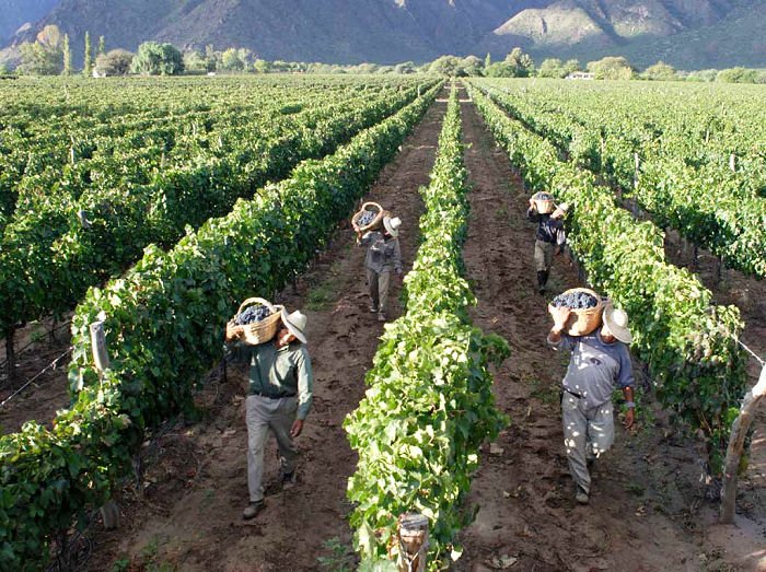 Viñedos